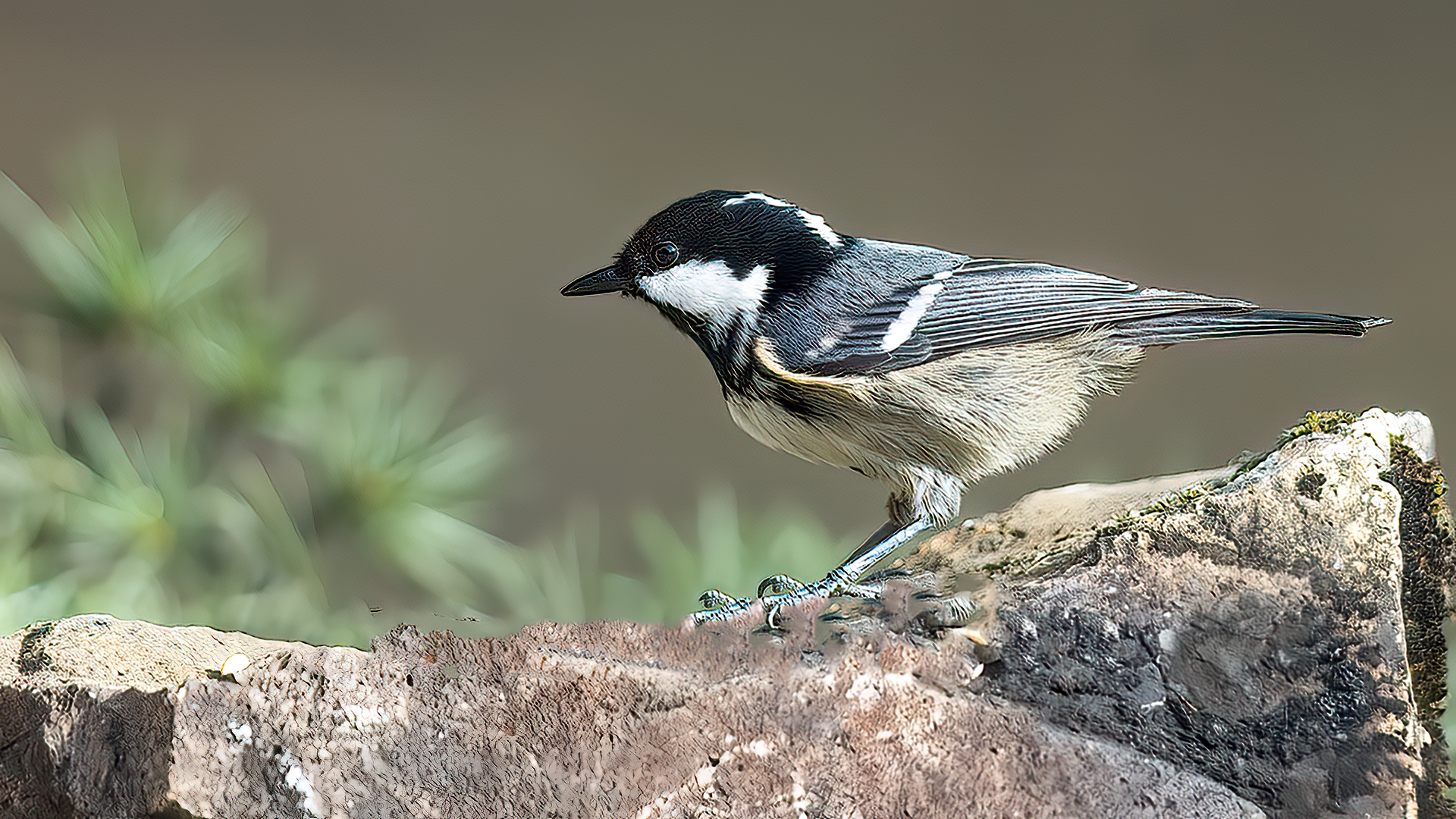Coal Tit